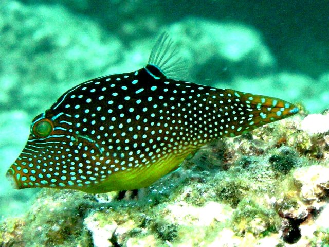 16- Canthigaster mouchete 